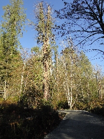 Path through the wildwood